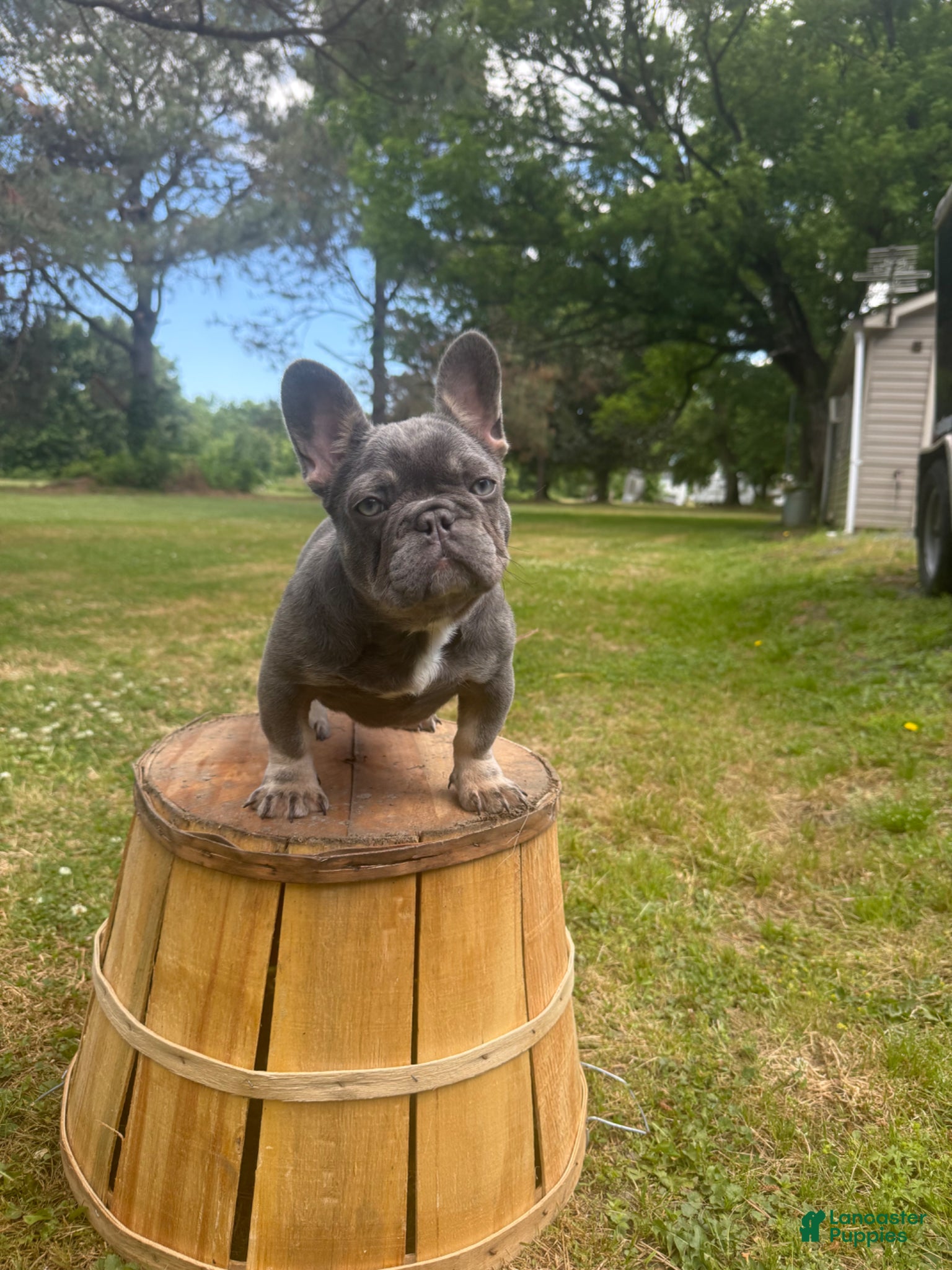 French Bulldog dogs for sale: French Bulldog Puppy 1 - Ad 1