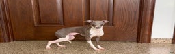 Italian Greyhound dogs for sale: Clayton - Ad 7