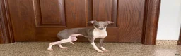 Italian Greyhound dogs for sale: Clayton - Ad 7