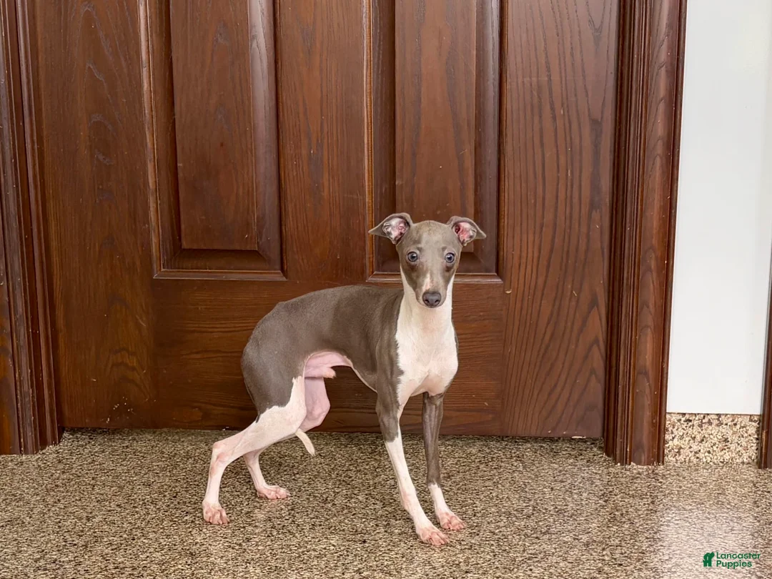 Italian Greyhound dogs for sale: Clayton - Ad 7