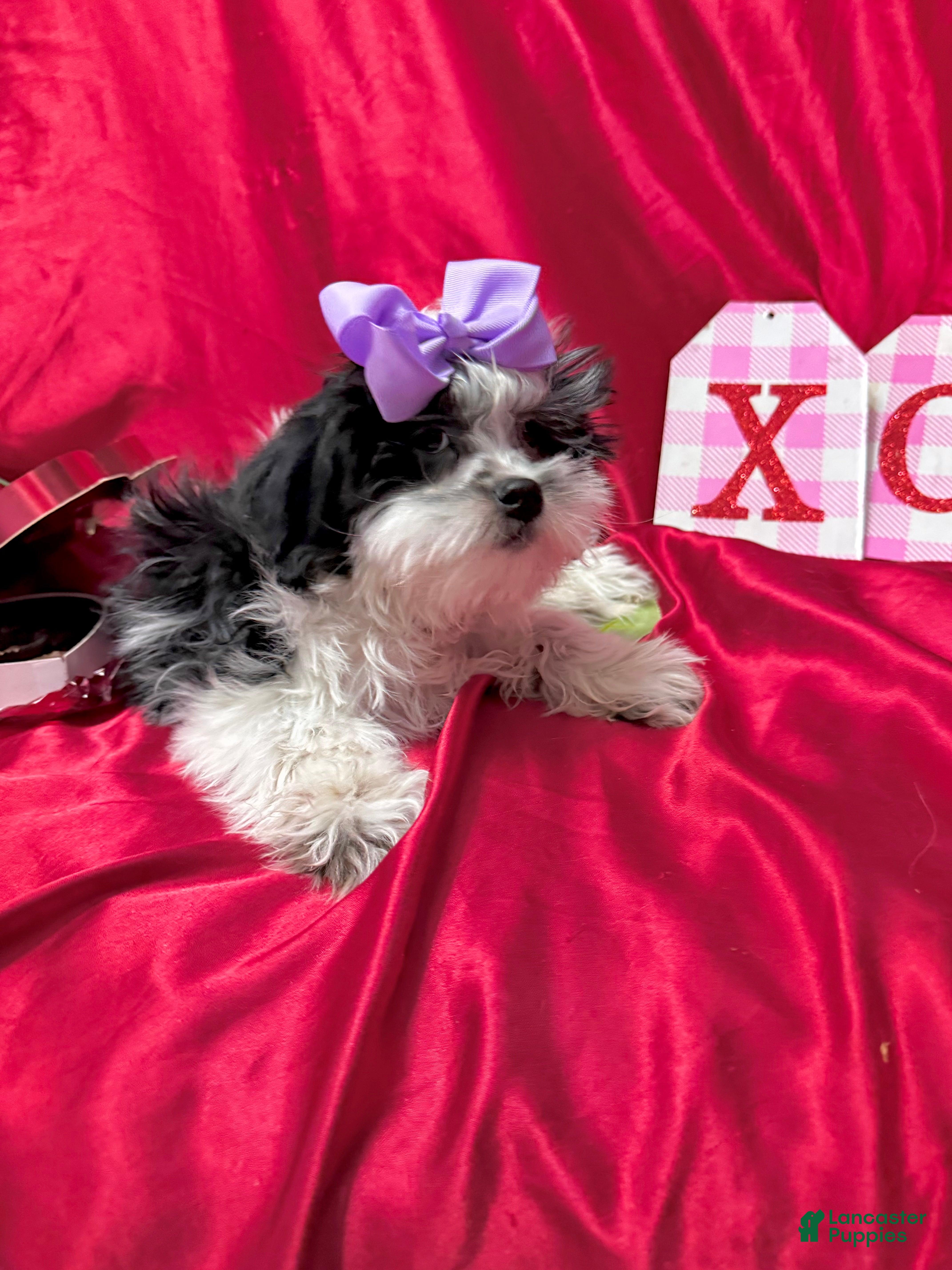 Shih Tzu dogs Spade - Ad 2