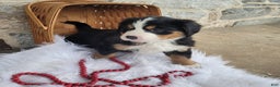 Bernese Mountain Dog dogs for sale: Cupcake - Ad 2