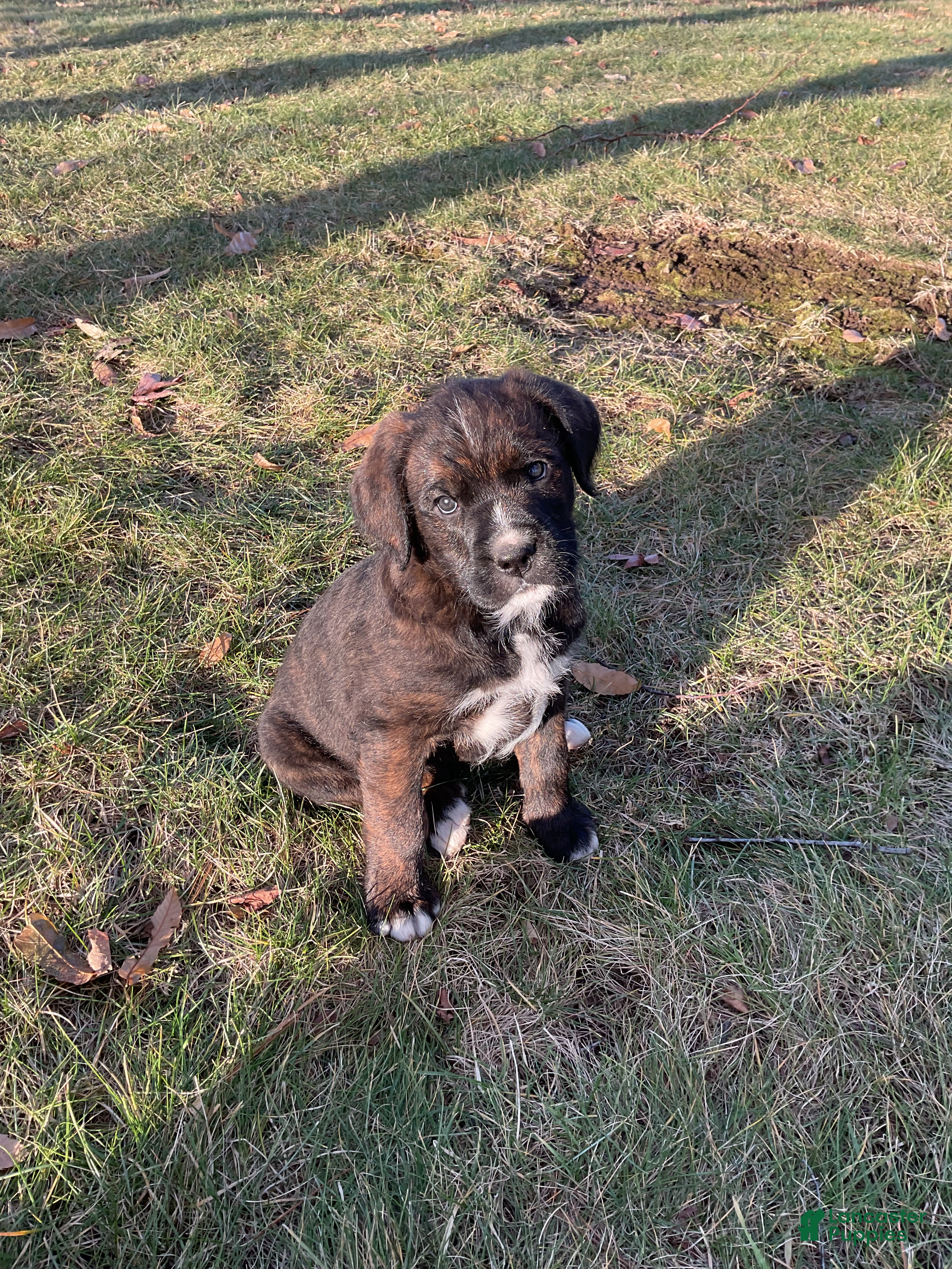 Mixed Breed dogs Bober - Ad 18