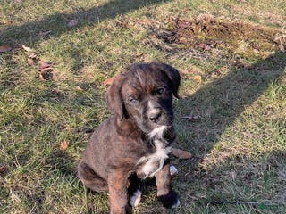 Mixed Breed dogs Bober - Ad 29