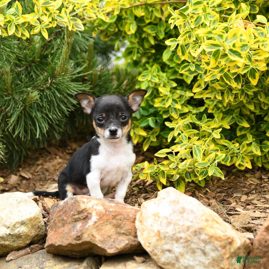 Chihuahua dogs Chet - Ad 1