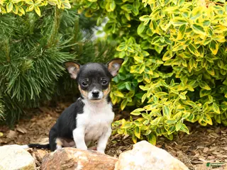Chihuahua dogs for sale: Chet - Ad 2