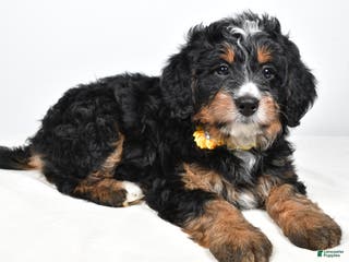 Mini Bernedoodle dogs Cloe - Ad 20