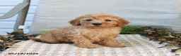 Mini Goldendoodle dogs for sale: Marvin - Ad 4