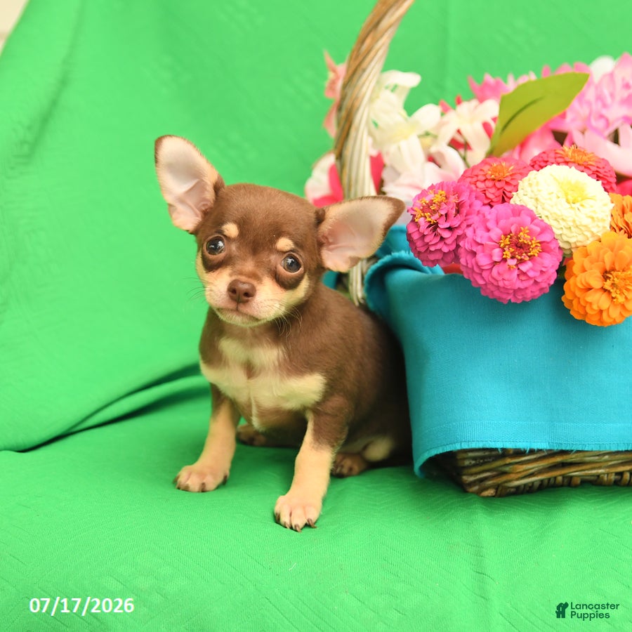 Chihuahua dogs Felix - Ad 1