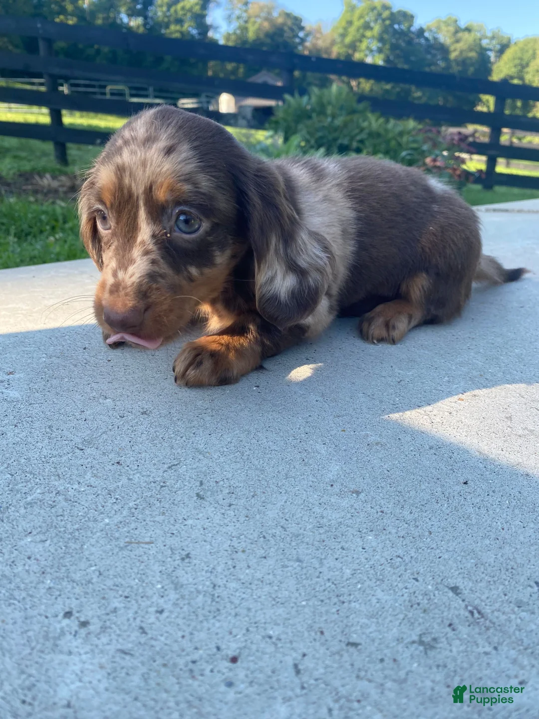 Miniature Dachshund dogs for sale: Hank - Ad 13