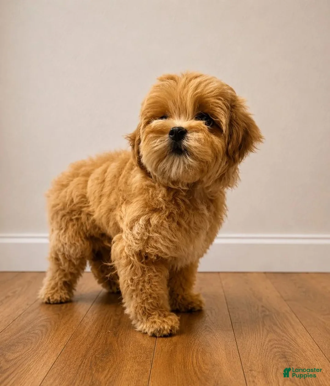 Maltipoo dogs for sale: We have 3 beautiful Maltipoo boys - Ad 2