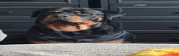 Rottweiler dogs for stud: Bowser  - Ad 2