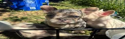 French Bulldog dogs for sale: French Bulldog Puppy 8 (standard fur Merle tri) - Ad 5
