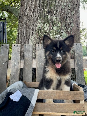 Pomsky dogs Max - Ad 1