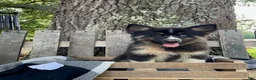 Pomsky dogs for sale: Max - Ad 1