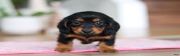Miniature Dachshund dogs for sale: Mariah - Ad 11