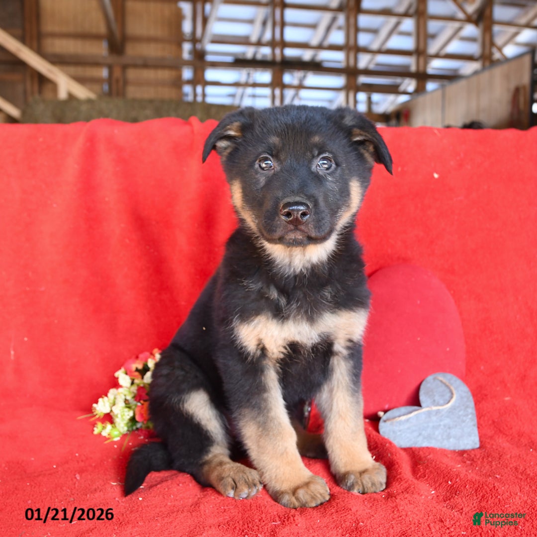 German Shepherd dogs for sale: Joe - Ad 1