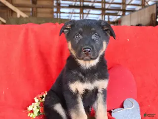 German Shepherd dogs Joe - Ad 38