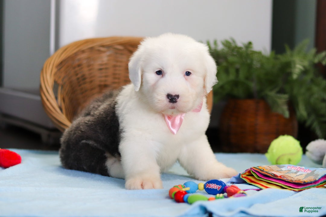Old English Sheepdog dogs for sale: Poppy - Ad 5