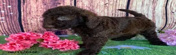 Miniature Labradoodle dogs for sale: Sierra - Ad 7