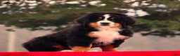 Bernese Mountain Dog dogs for sale: Blake - Ad 2