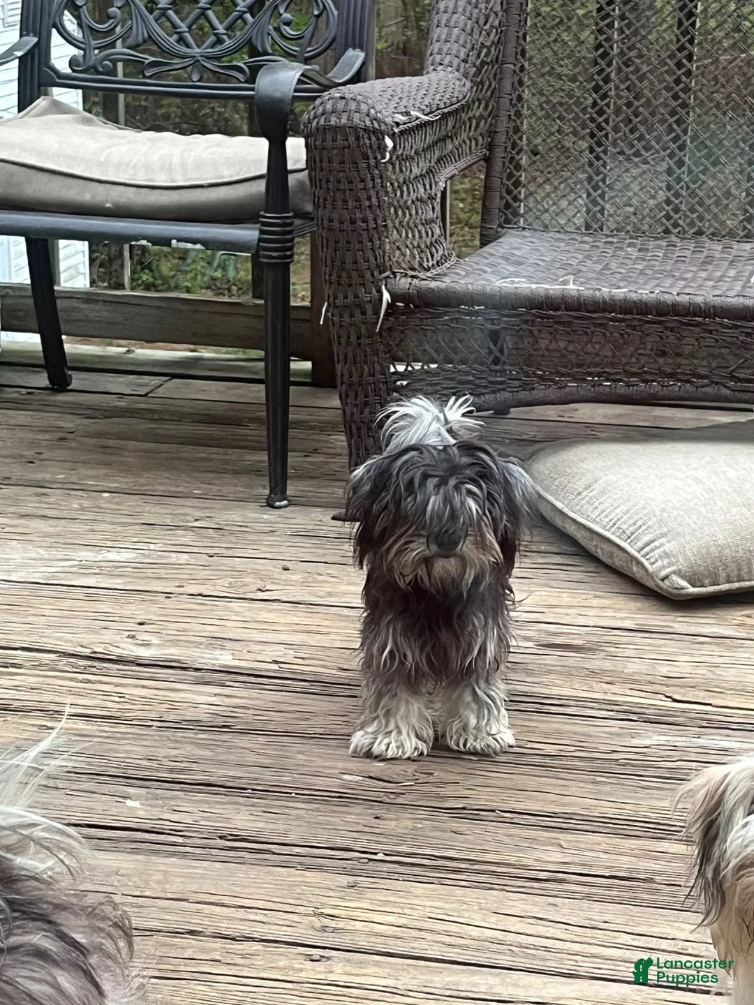 Maltipoo dogs for sale: Maltipoo Puppy 1 - Ad 3