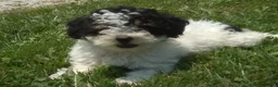 Miniature Poodle dogs for sale: Cookie - Ad 6