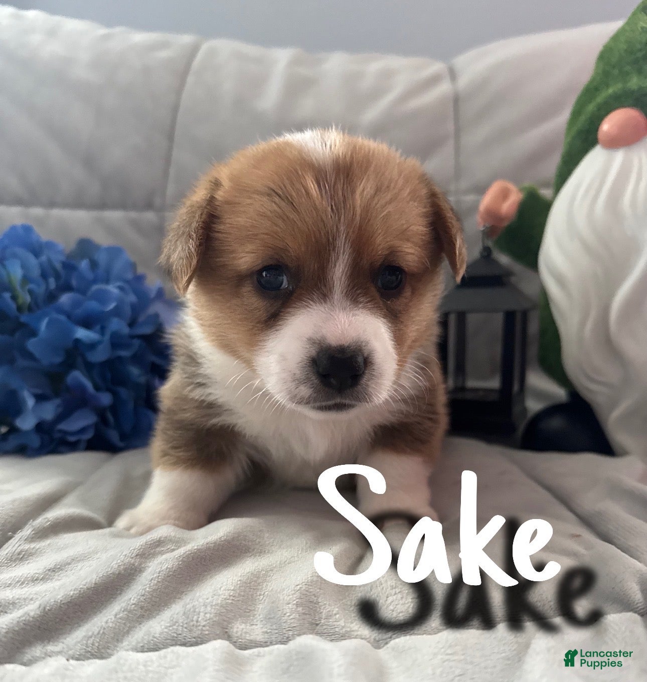 Welsh Corgi Pembroke dogs for sale: Sake - Ad 1