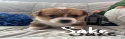 Welsh Corgi Pembroke dogs for sale: Sake - Ad 1