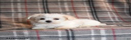 Maltese dogs for sale: Sparkle - Ad 4