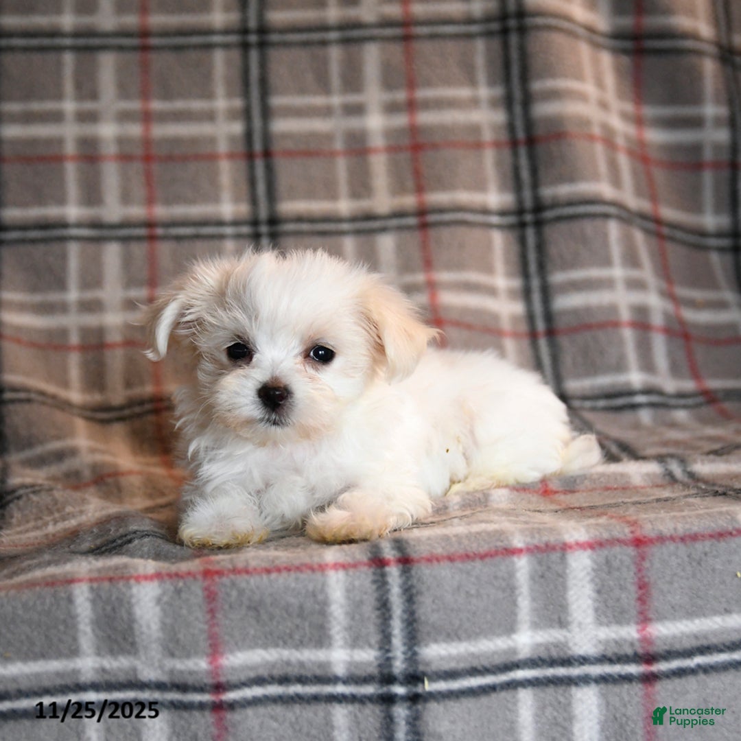 Maltese dogs for sale: Sparkle - Ad 4