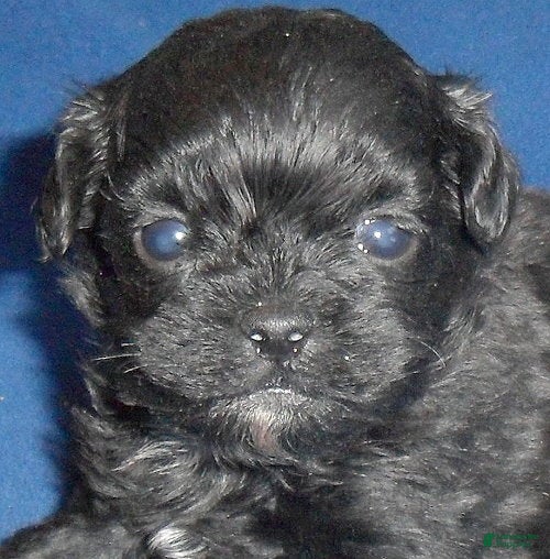 Shihpoo dogs for sale: Toby - Ad 3