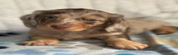 Miniature Dachshund dogs for sale: Olaf - Ad 1