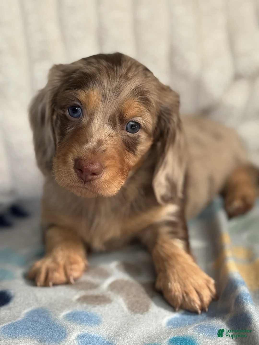 Miniature Dachshund dogs for sale: Olaf - Ad 1