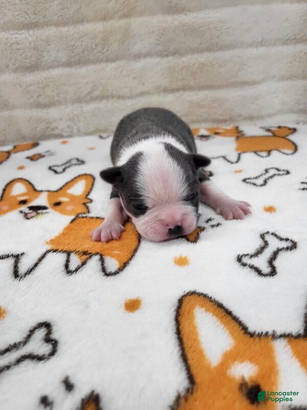 Boston Terrier dogs for sale: Male 1 - Ad 1