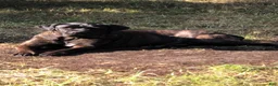 Cane Corso dogs for sale: Cane Corso Puppy 3 - Ad 3
