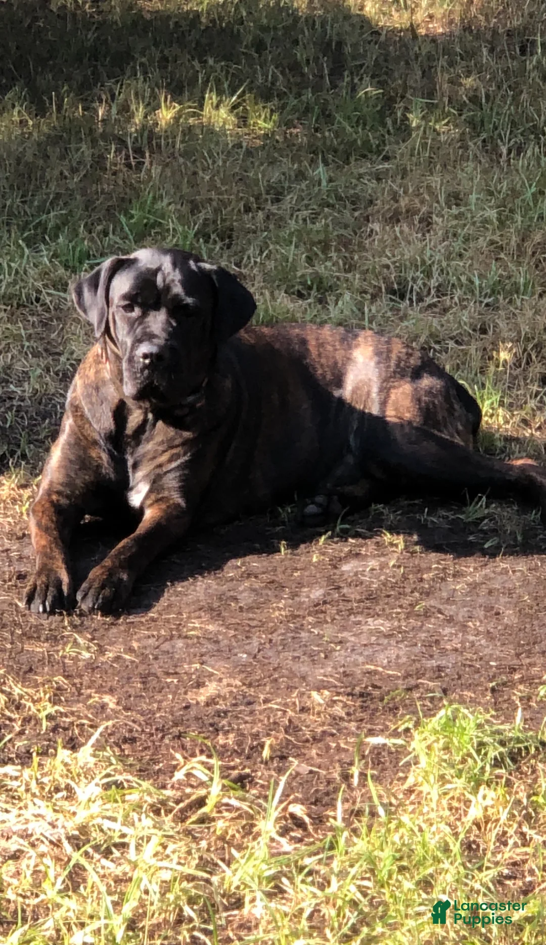 Cane Corso dogs for sale: Cane Corso Puppy 3 - Ad 3