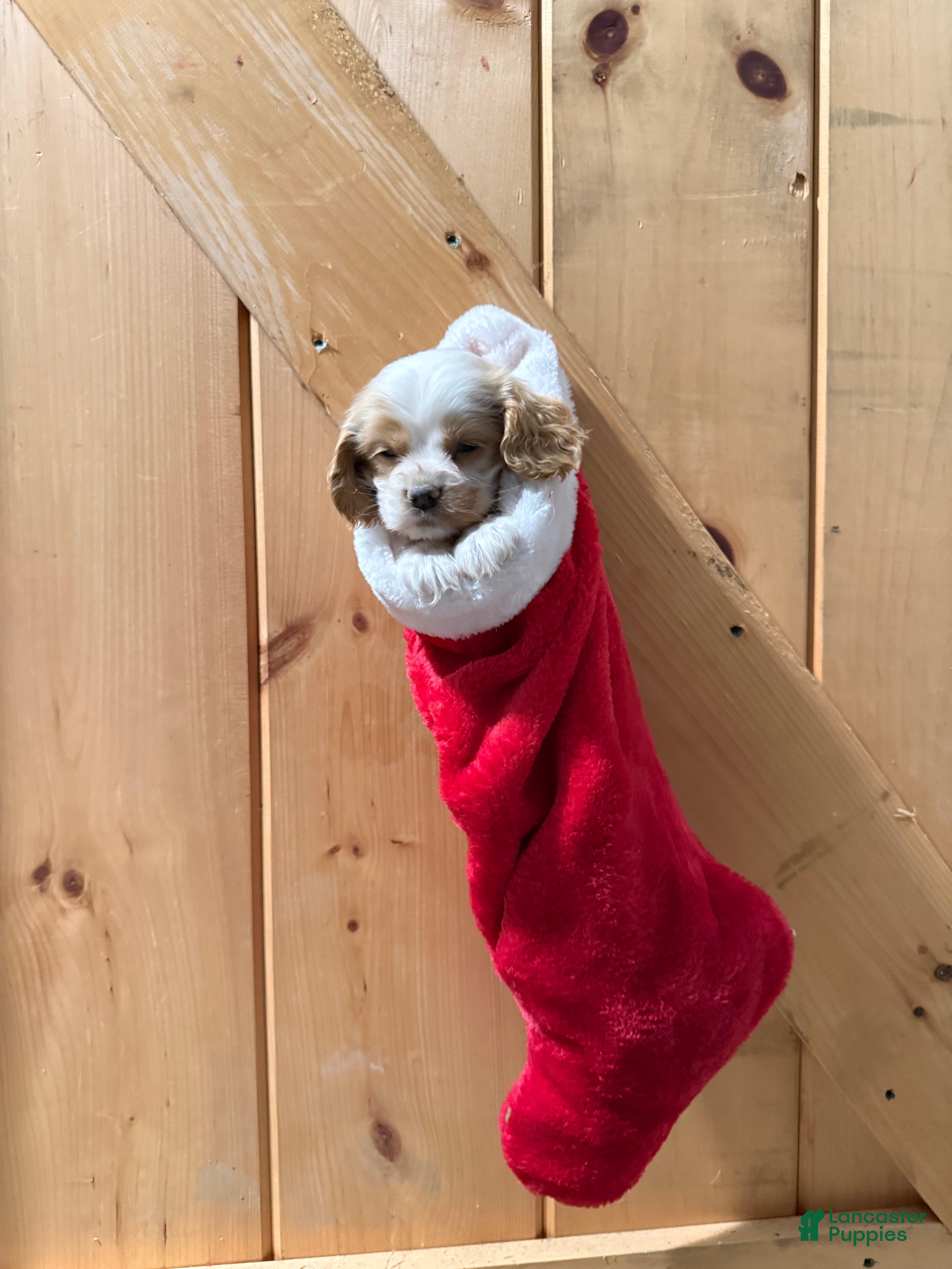 Cocker Spaniel dogs Dewey - Ad 23