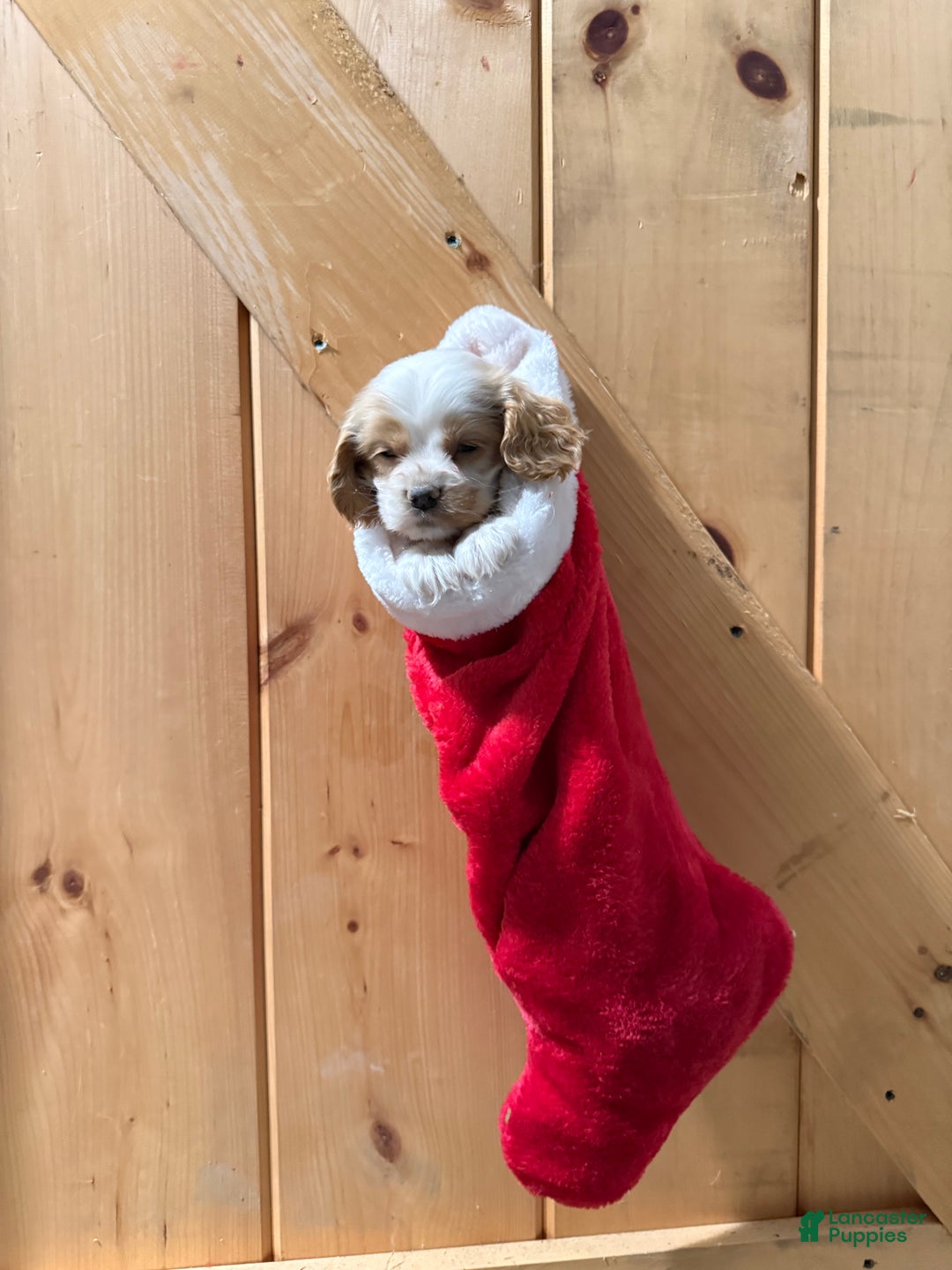 Cocker Spaniel dogs for sale: Dewey - Ad 1