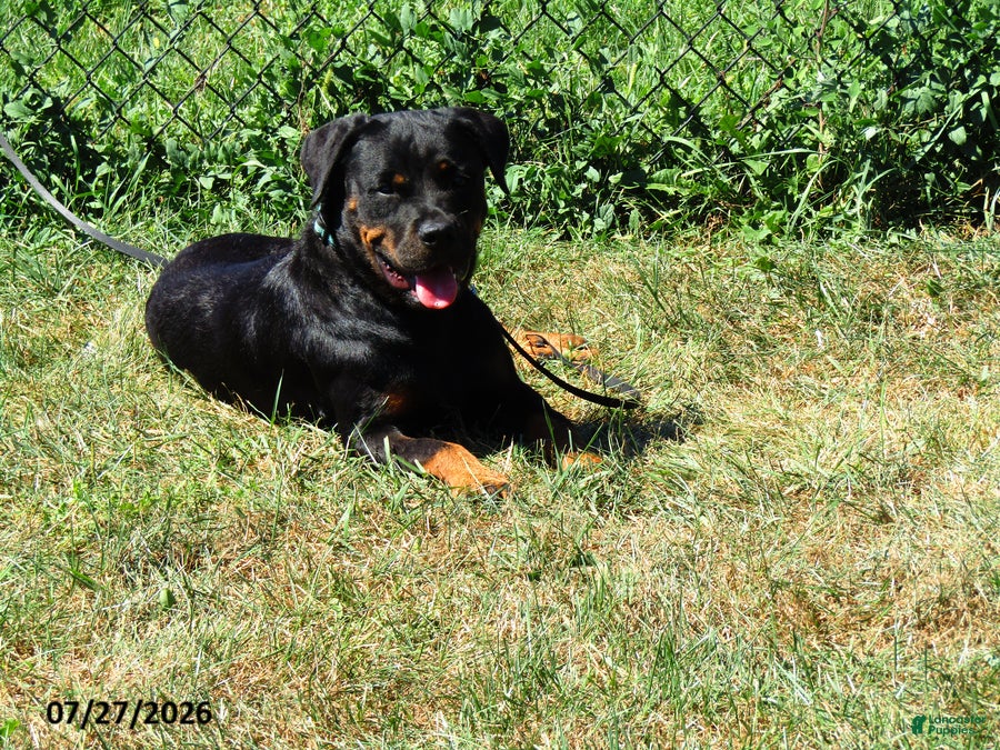 Rottweiler dogs Marci - Ad 2