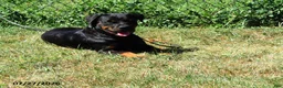 Rottweiler dogs for sale: Marci - Ad 2