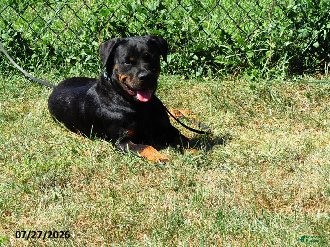 Rottweiler dogs for sale: Marci - Ad 2