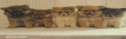 Pomeranian dogs for sale: Buster - Ad 3