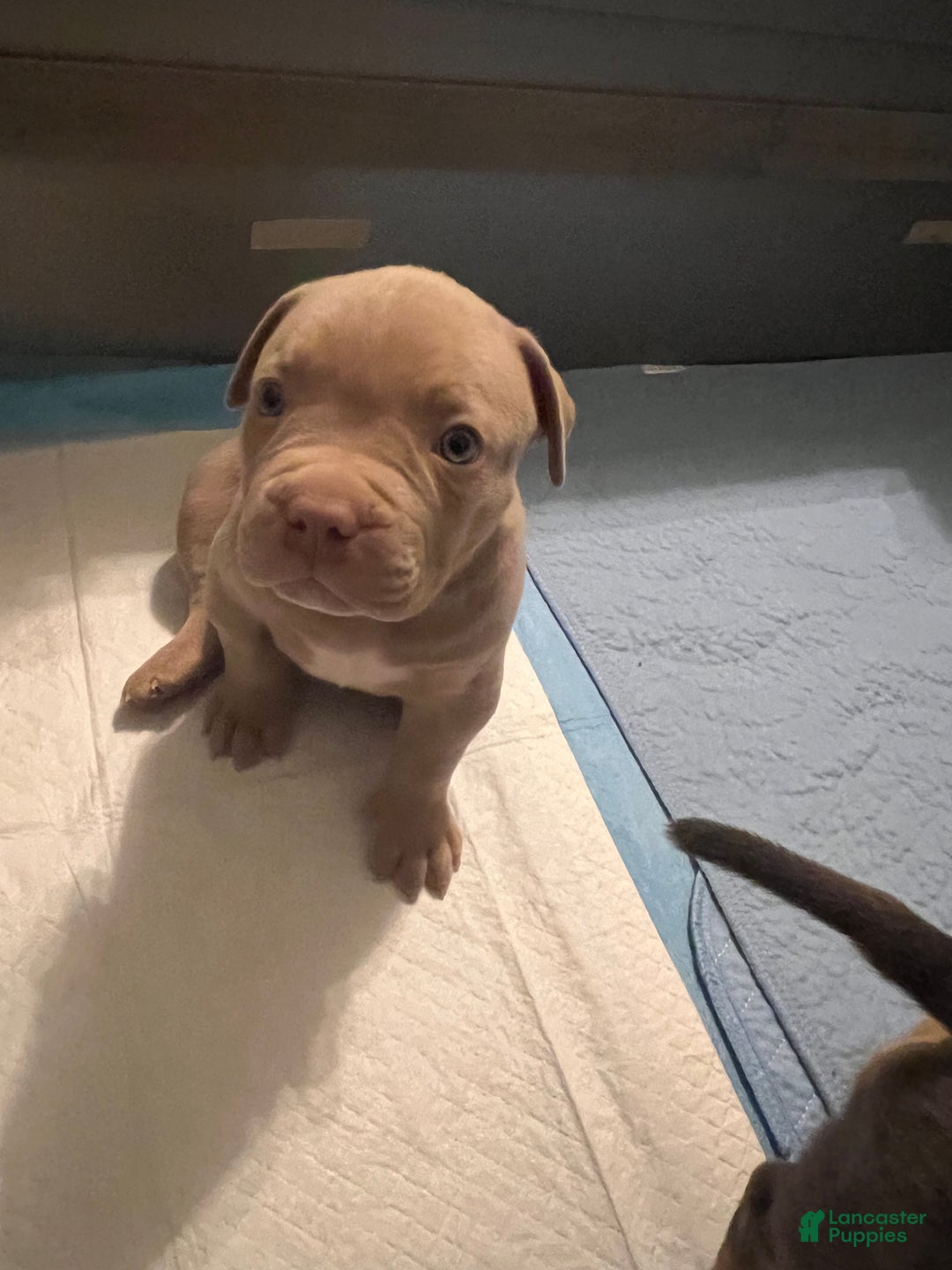 American Bully dogs for sale: Louis - Ad 9
