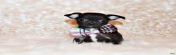 Chihuahua dogs for sale: Kincaid - Ad 3