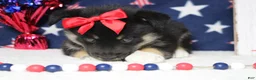 Mixed Breed dogs for sale: Magnolia  - Ad 8
