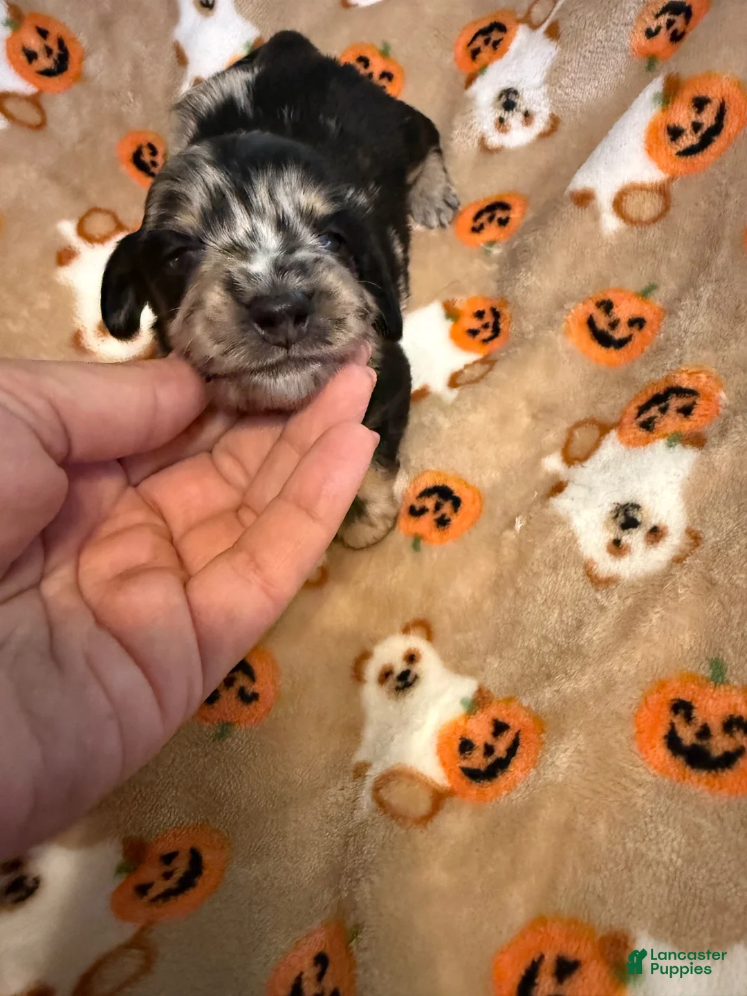 Miniature Dachshund dogs for sale: Dapple LH male  - Ad 1