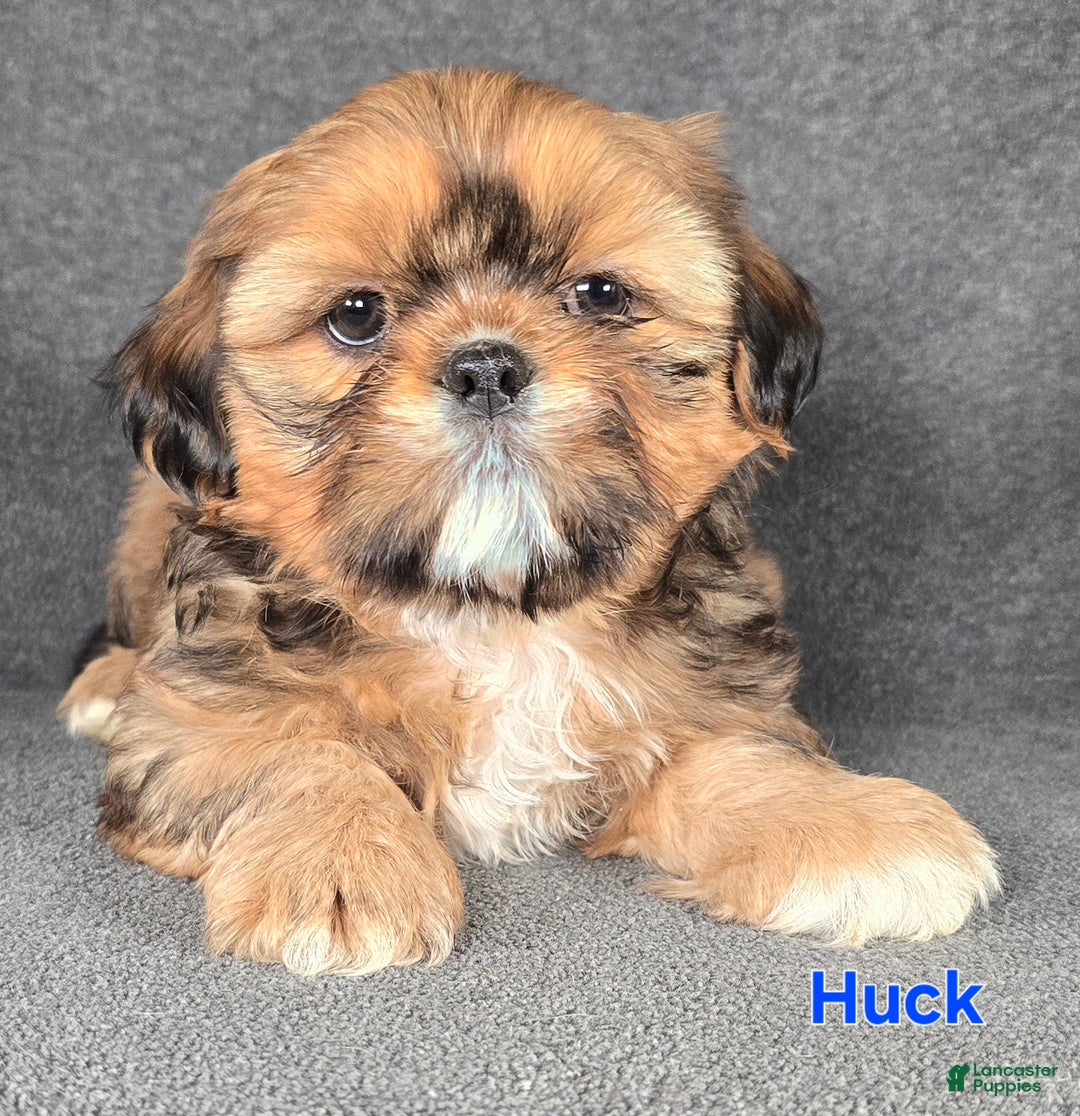Shih Tzu dogs for sale: Huck - Ad 5