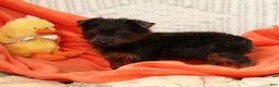 Yorkshire Terrier dogs for sale: Riley - Ad 3