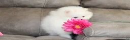 Pomeranian dogs for sale: Teacup Pamela - Ad 8